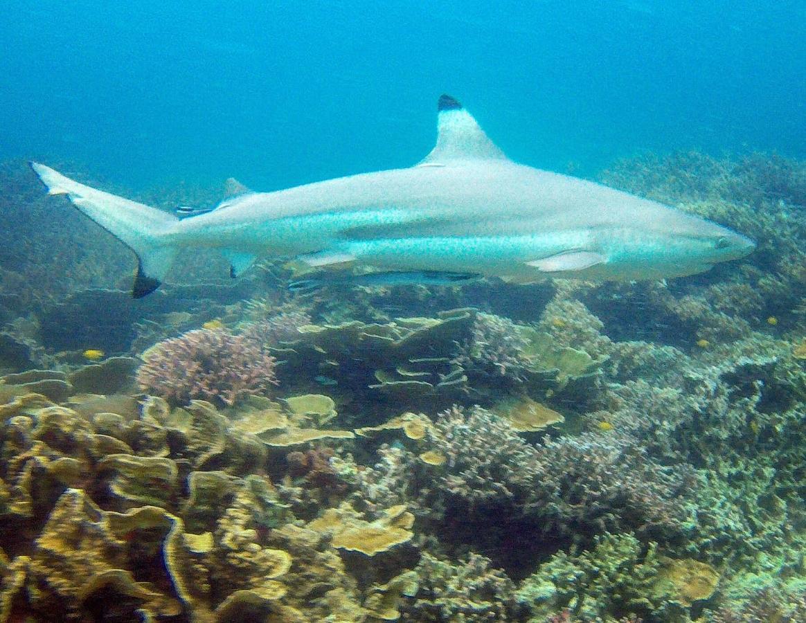 מלון Go Deeper Tioman מראה חיצוני תמונה